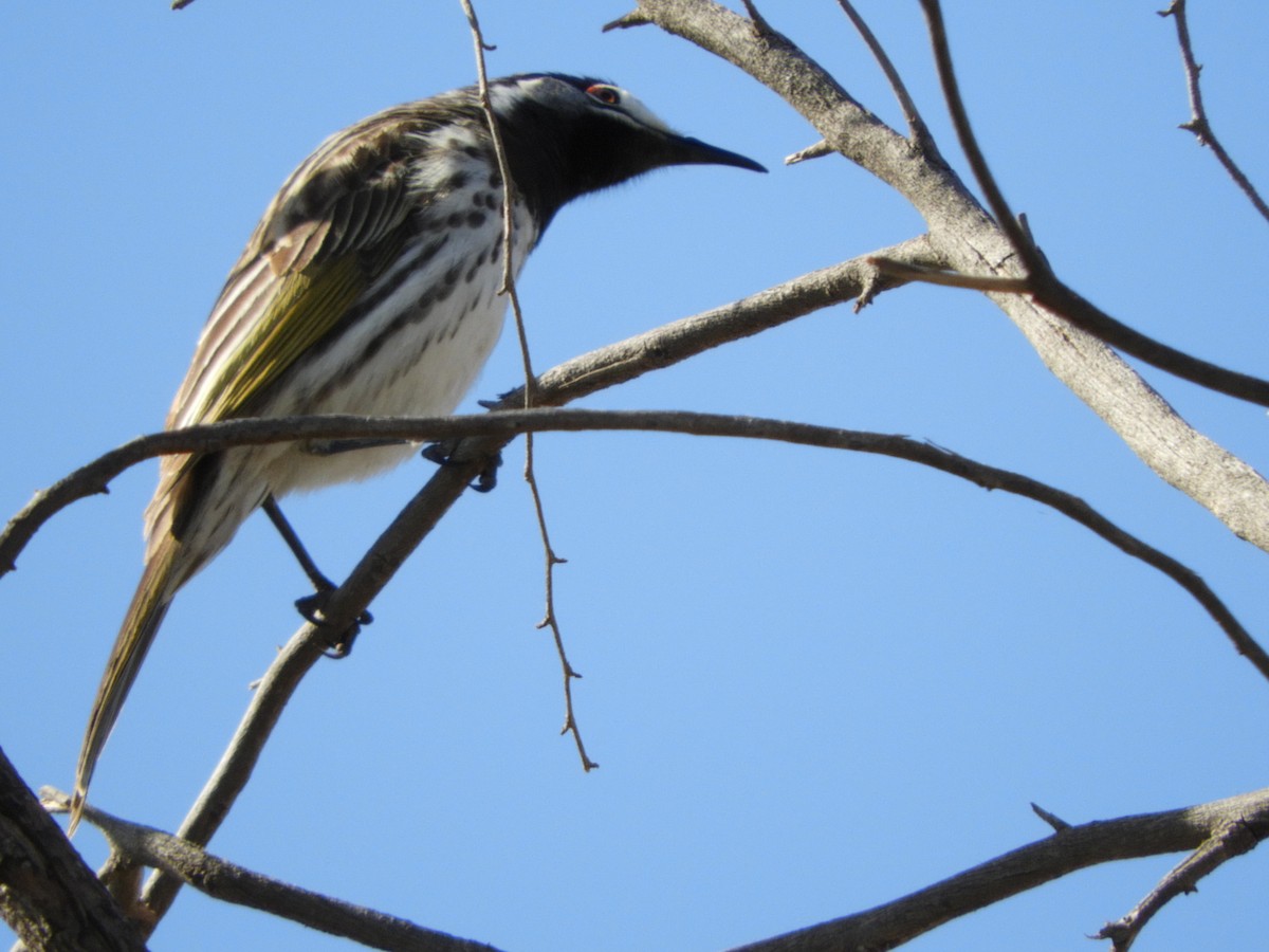 White-fronted Honeyeater - ML109326081