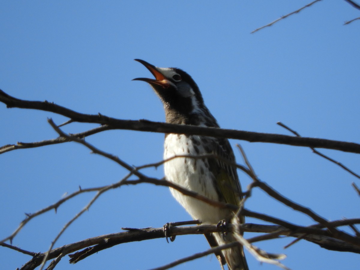 White-fronted Honeyeater - ML109326101