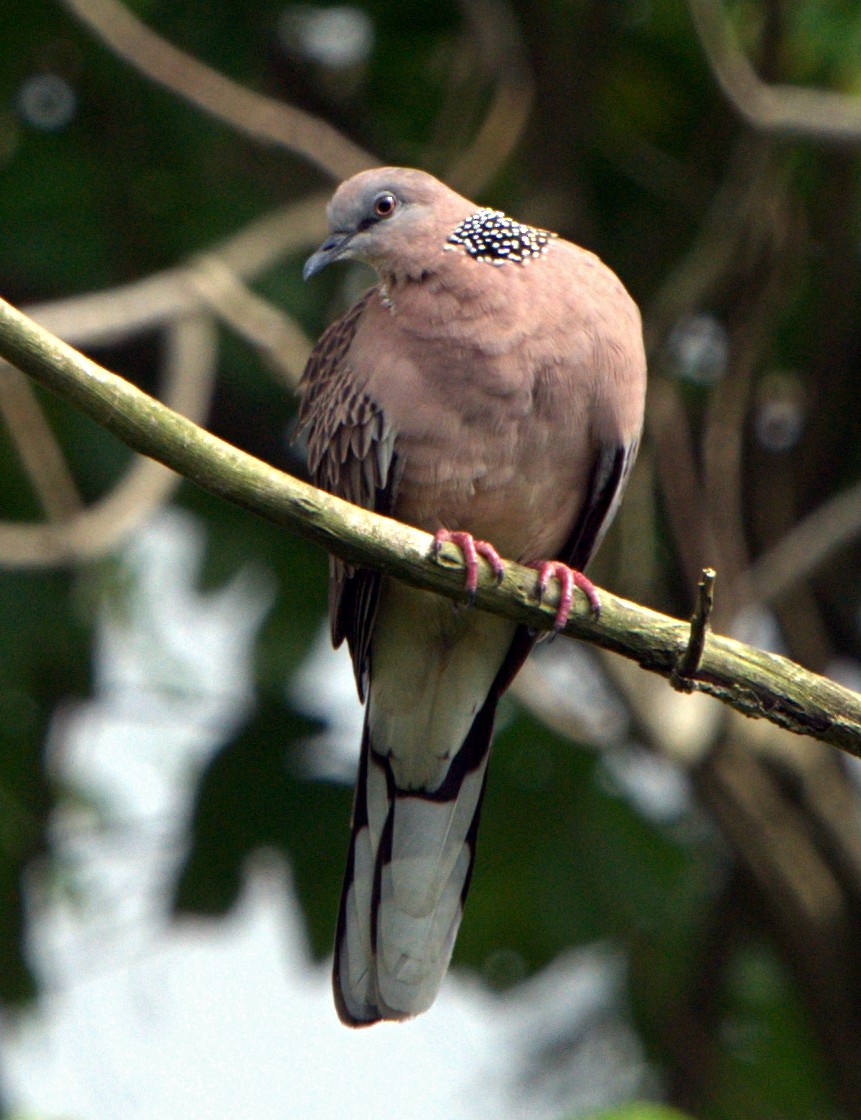 Spotted Dove - ML109326541