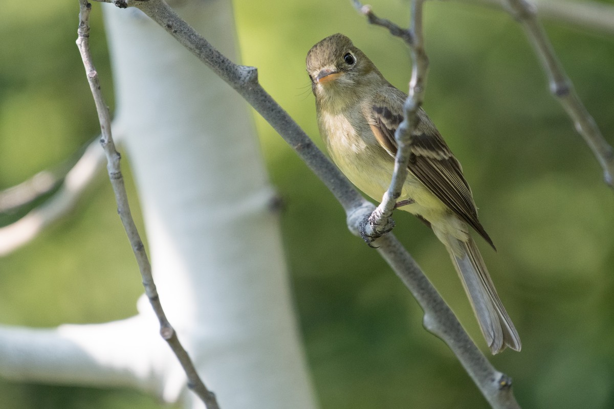 Western Flycatcher (Cordilleran) - ML109326601