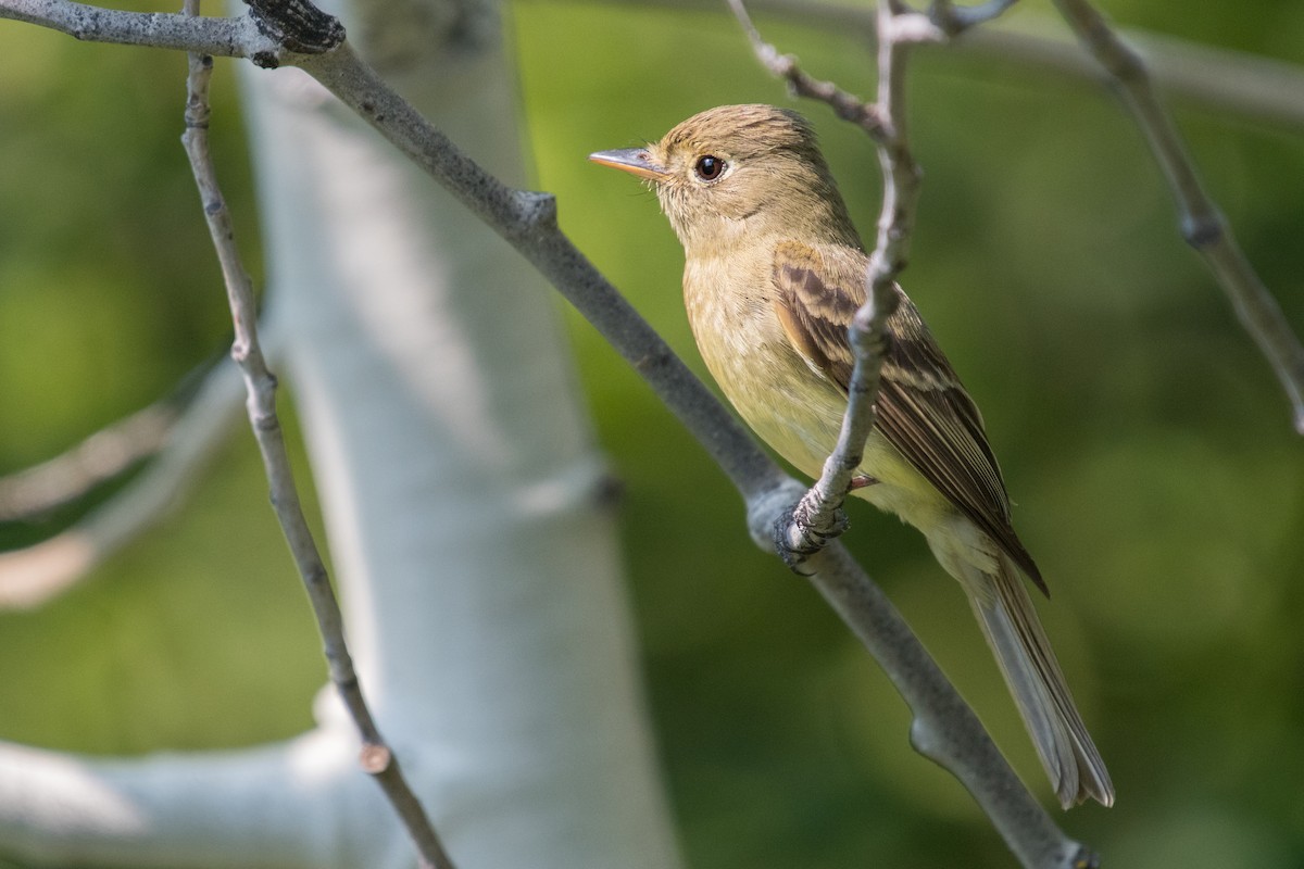 Western Flycatcher (Cordilleran) - ML109326611