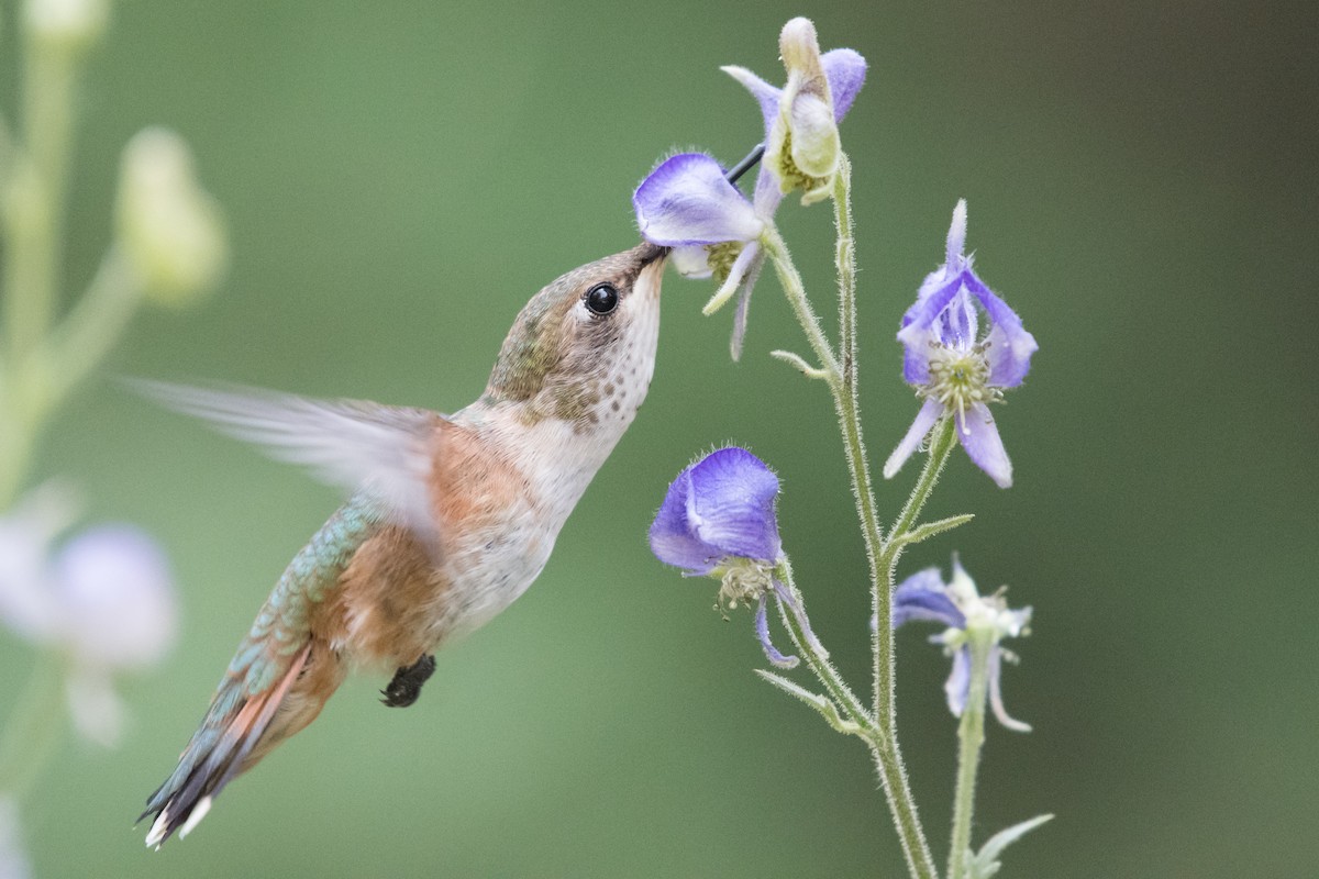 Colibrí Rufo - ML109326701