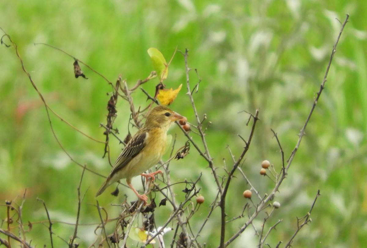 Baya Weaver - ML109328681