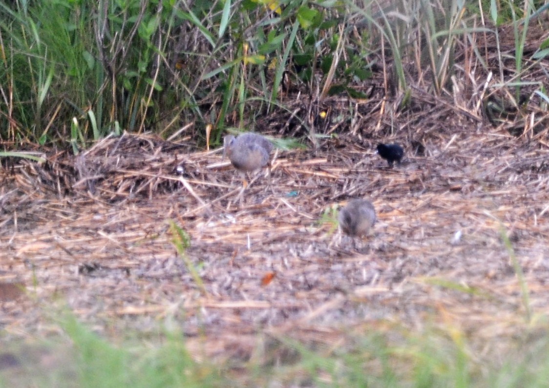 Clapper Rail - Jerome Schwartz