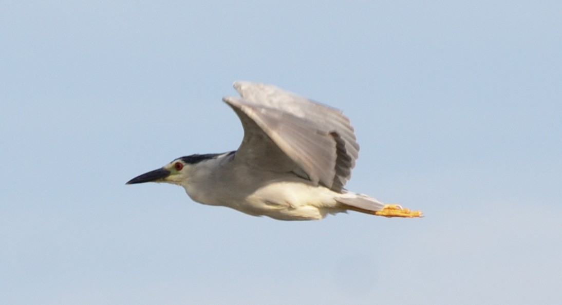 Black-crowned Night Heron - ML109329681