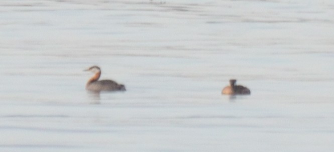 Red-necked Grebe - Mark Nenadov