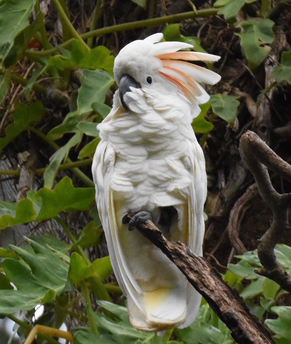 Salmon-crested Cockatoo - ML109330751