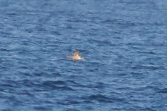 Sooty Shearwater - ML109331381