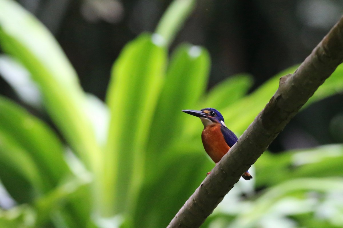Blue-eared Kingfisher - Peter Hosner