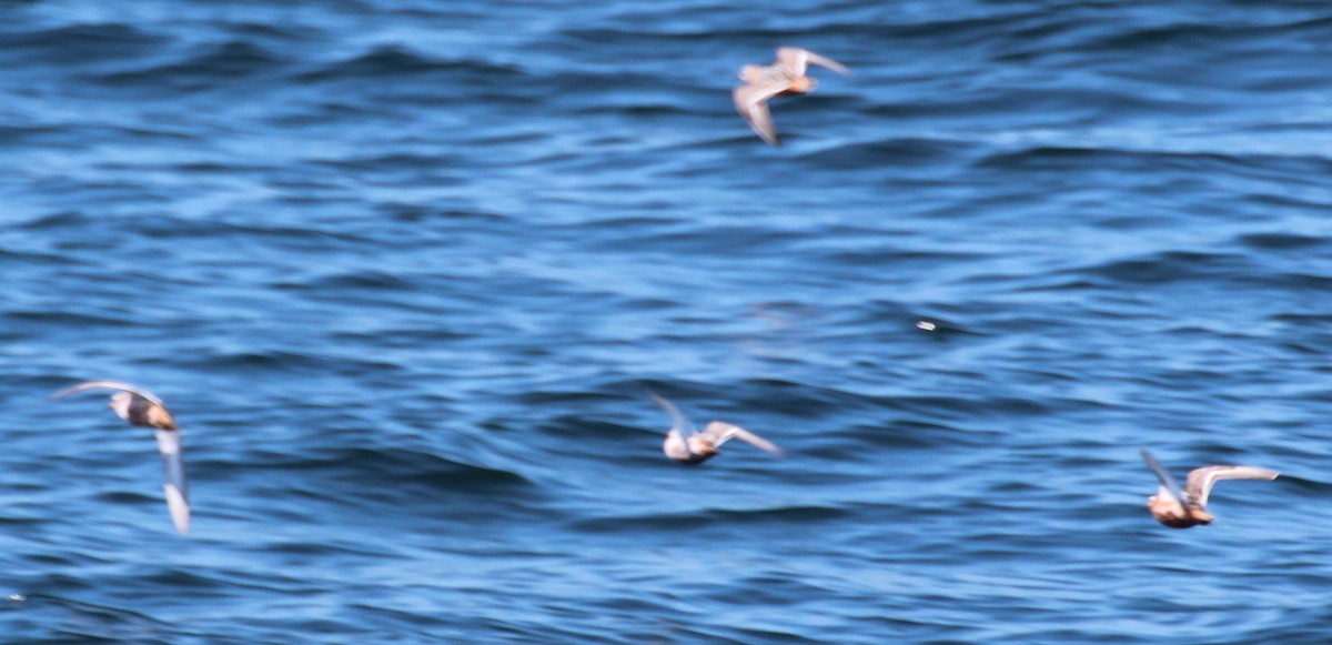 Red Phalarope - Gary Leavens