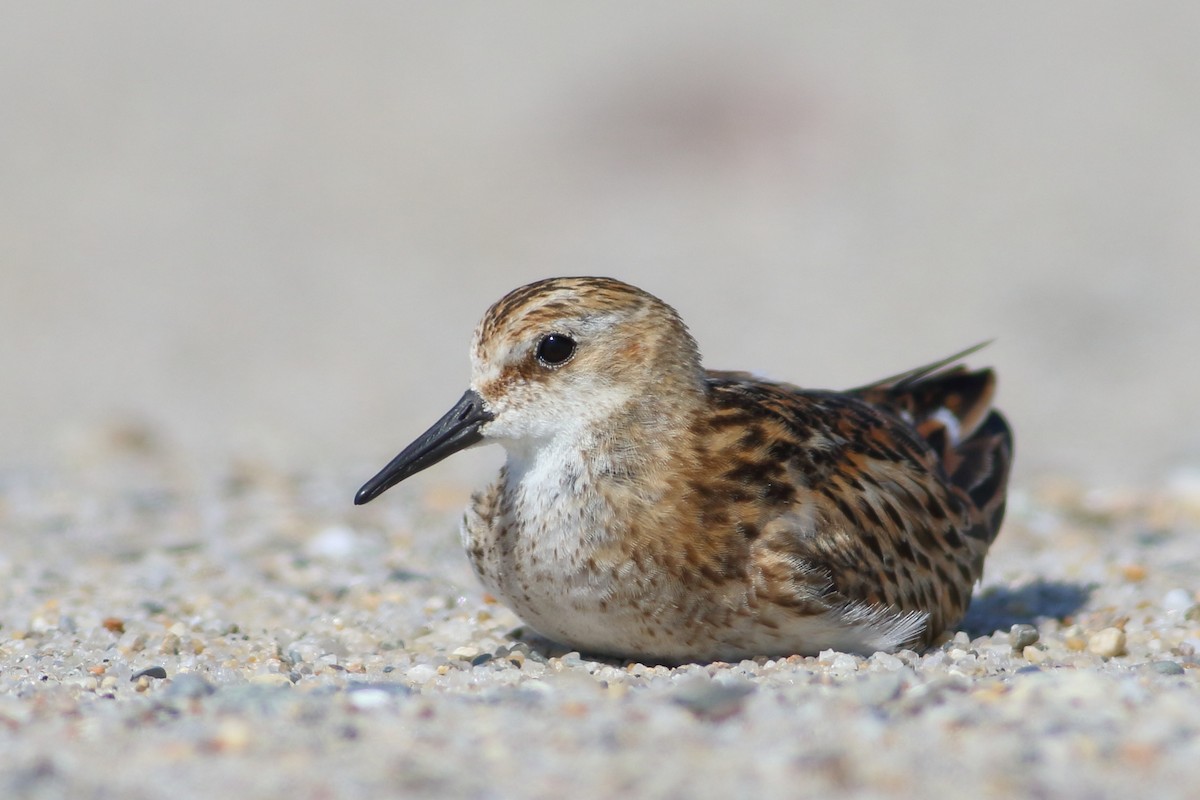 Little Stint - ML109332581