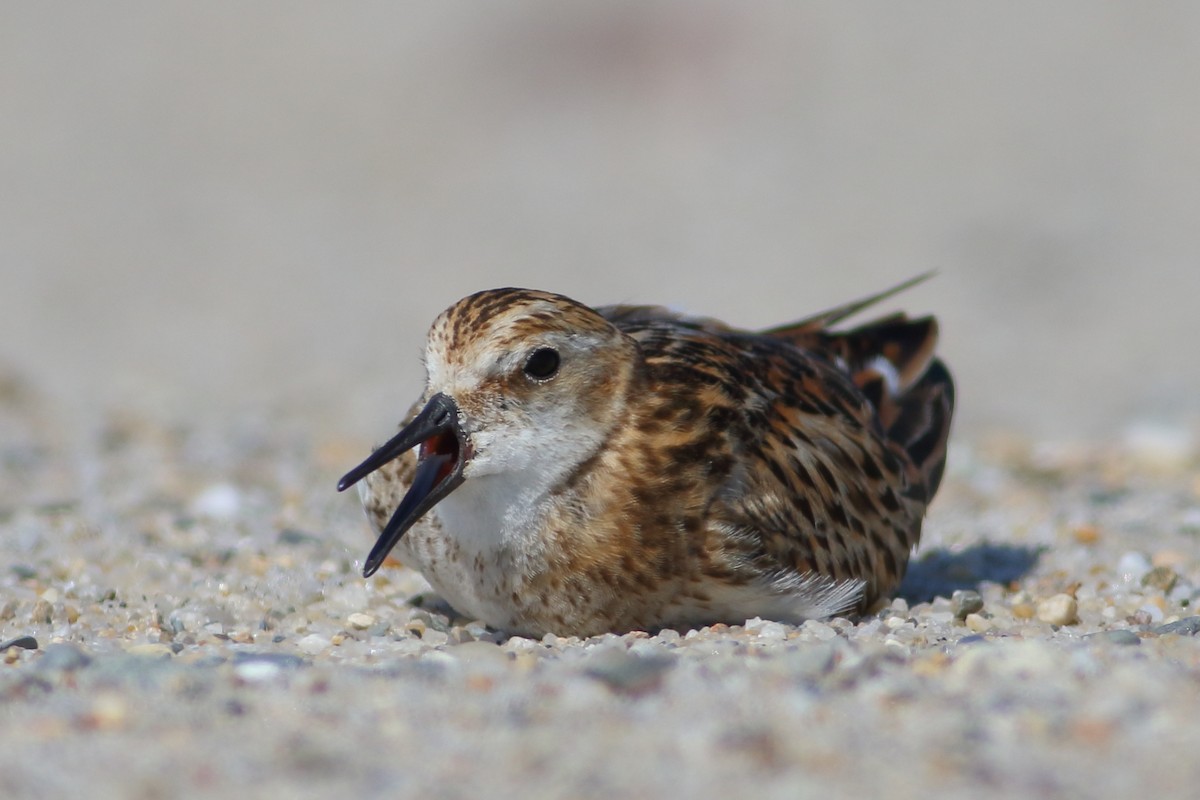 Little Stint - Sean Williams