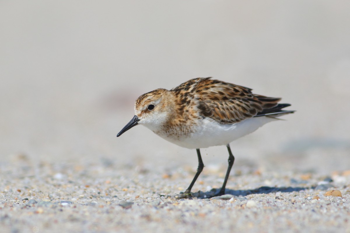 Little Stint - ML109332631