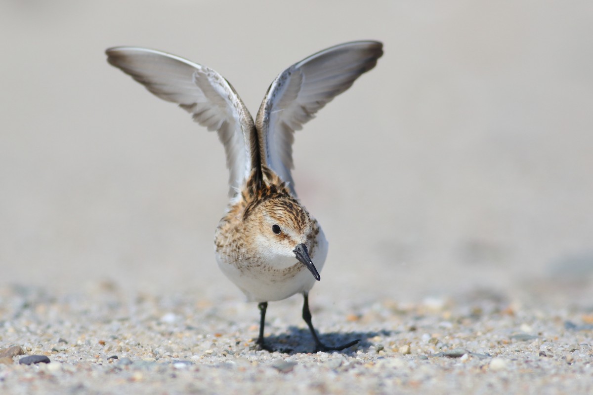 Little Stint - ML109332741