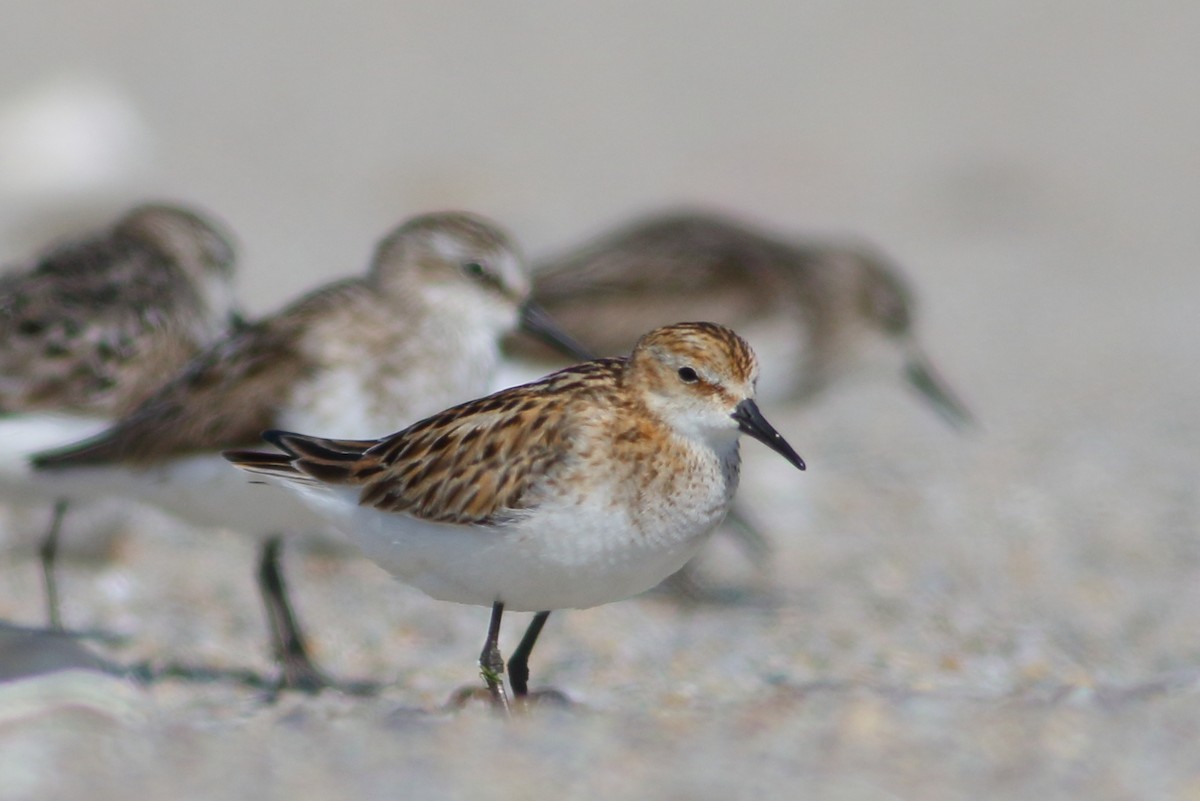 Little Stint - Sean Williams