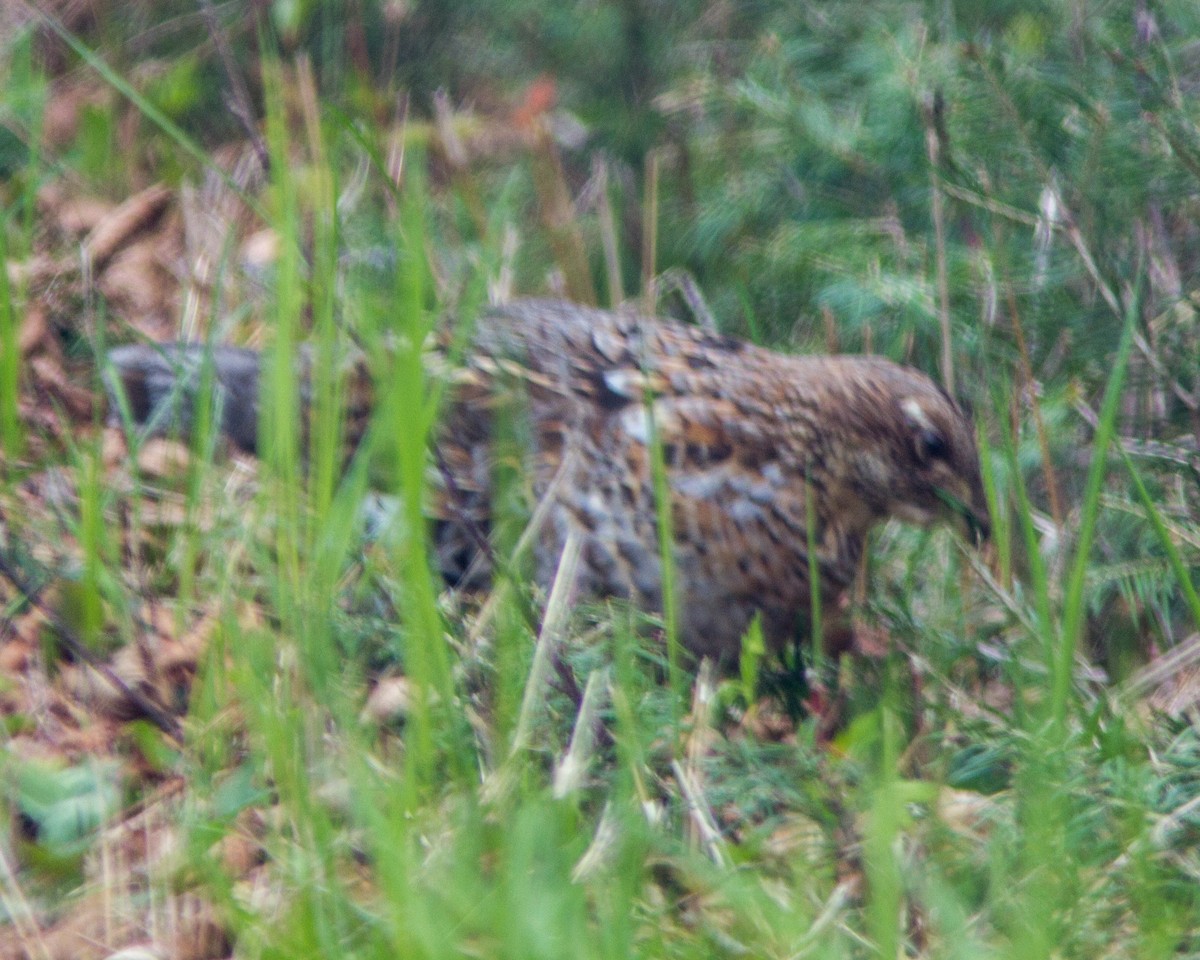 Ruffed Grouse - ML109333331