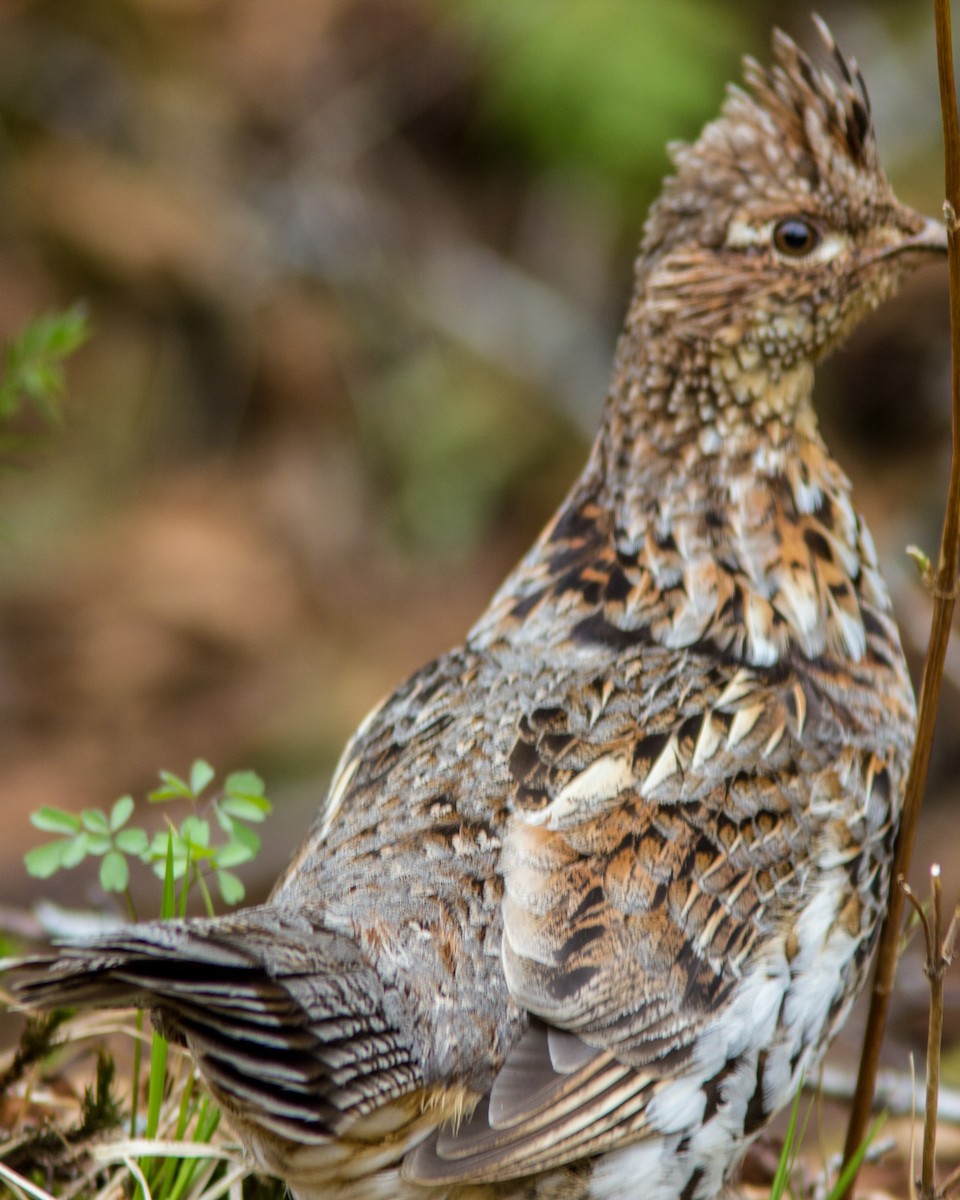 Ruffed Grouse - ML109333341