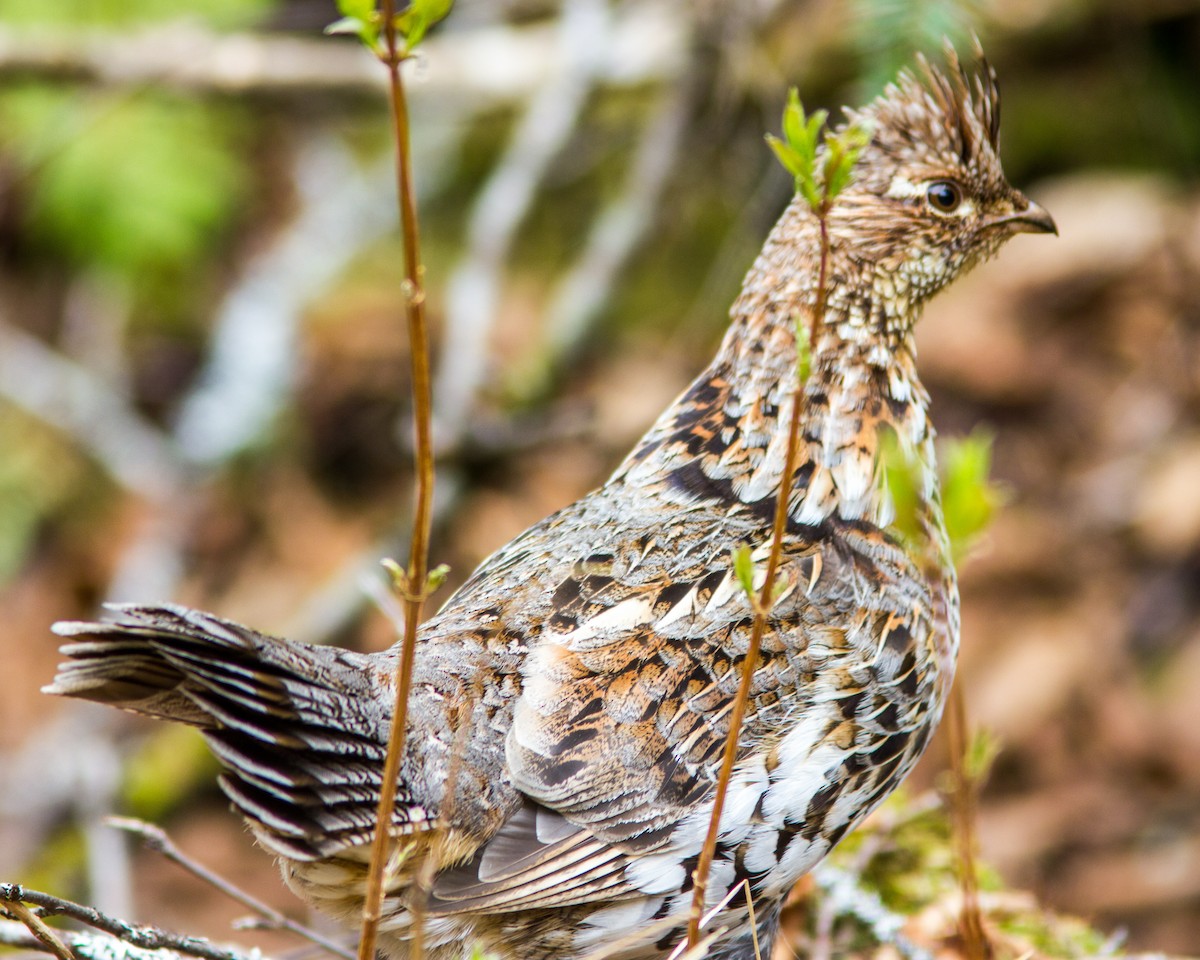 Ruffed Grouse - ML109333351