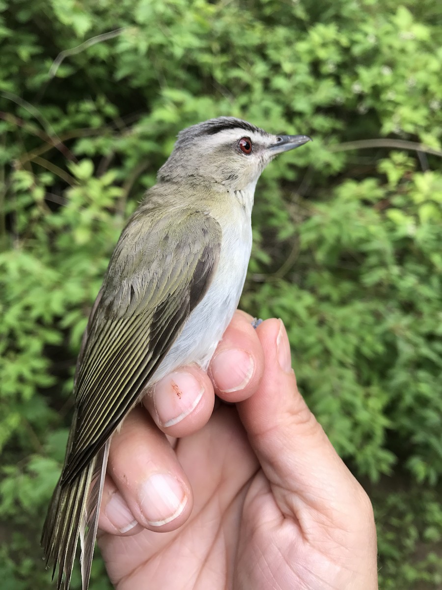 rødøyevireo - ML109333661