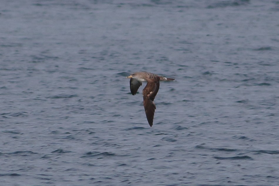 Cory's Shearwater - ML109334391