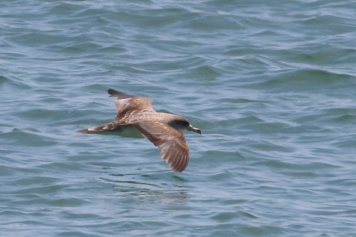 Cory's Shearwater - ML109334401