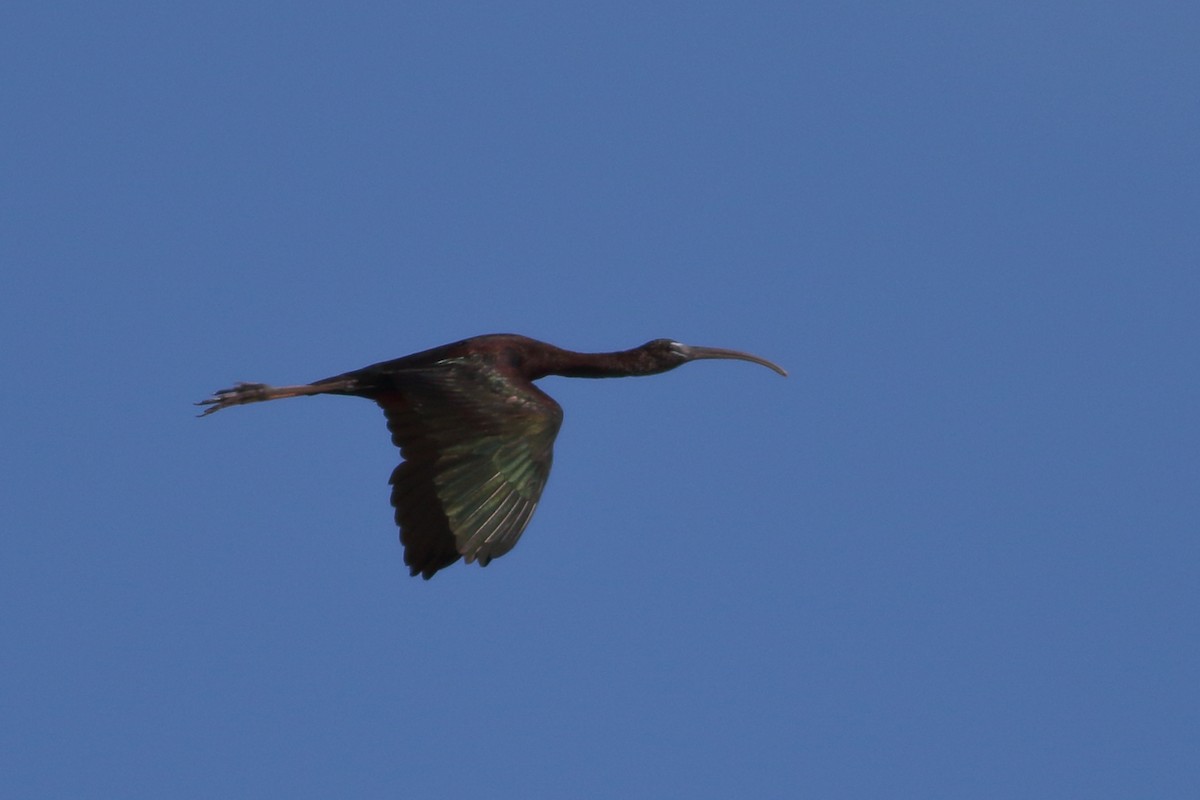 ibis hnědý - ML109334541