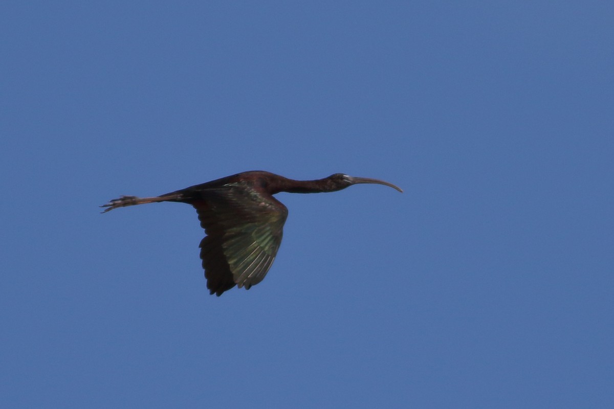 Glossy Ibis - ML109334541