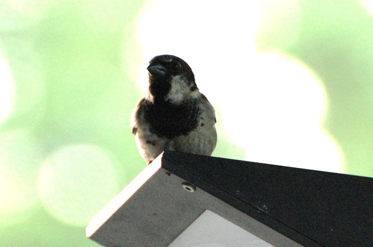 House Sparrow - irina shulgina