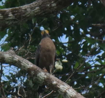 Crested Serpent-Eagle - ML109334801