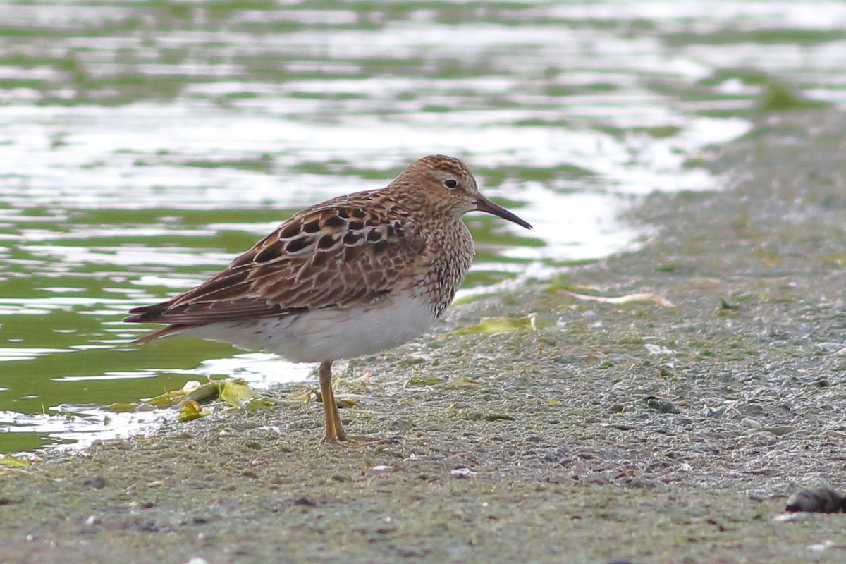 Pectoral Sandpiper - ML109335371