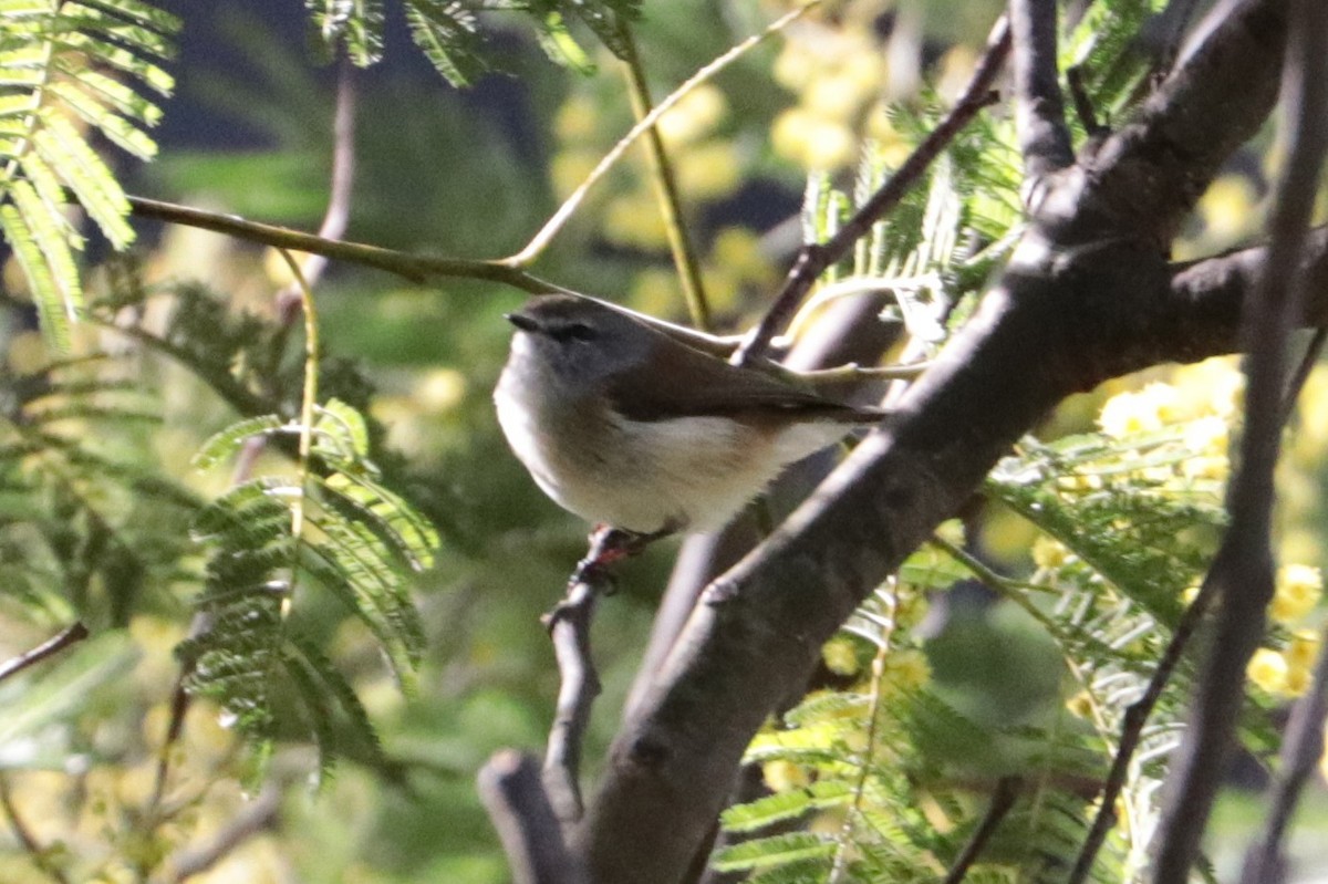 Brown Gerygone - ML109336141