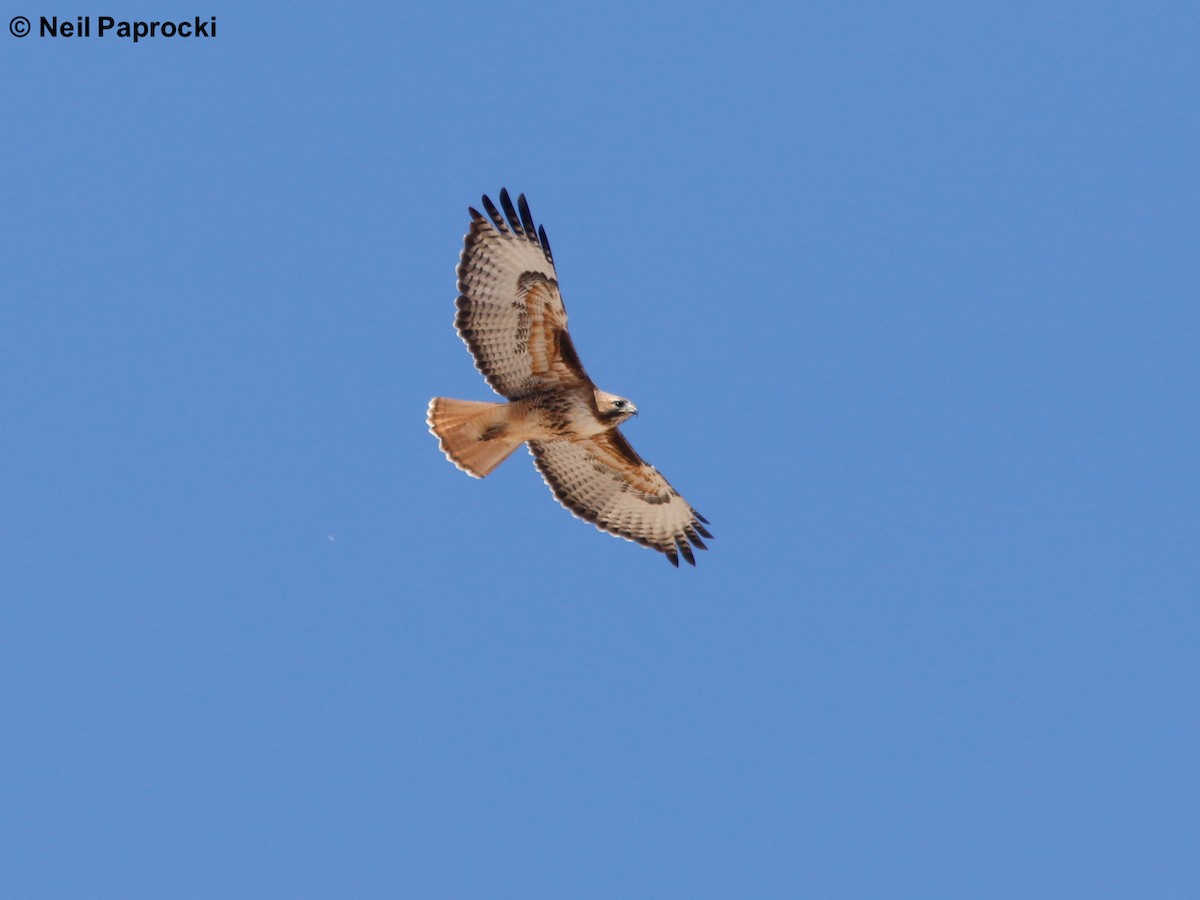 Buse à queue rousse (calurus/alascensis) - ML109338311