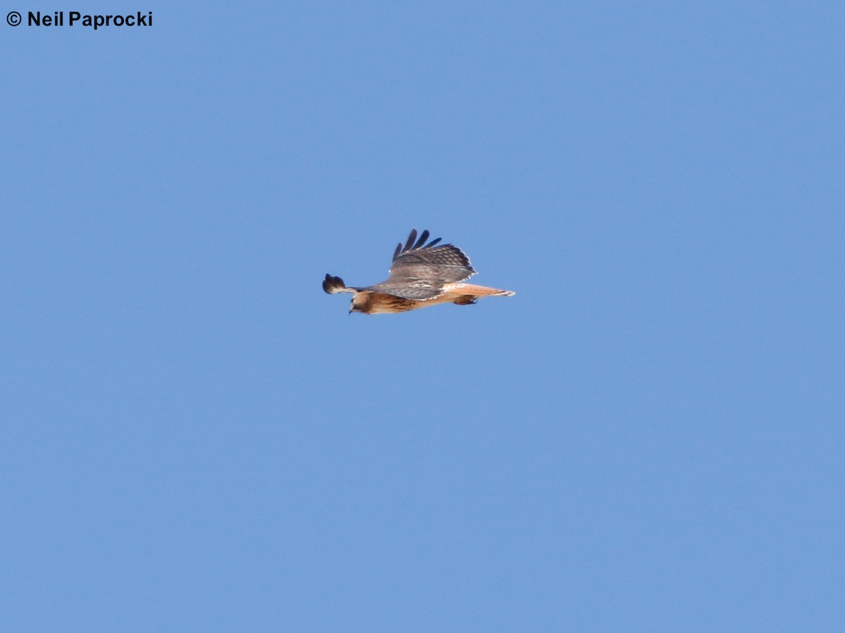 Buse à queue rousse (calurus/alascensis) - ML109338321