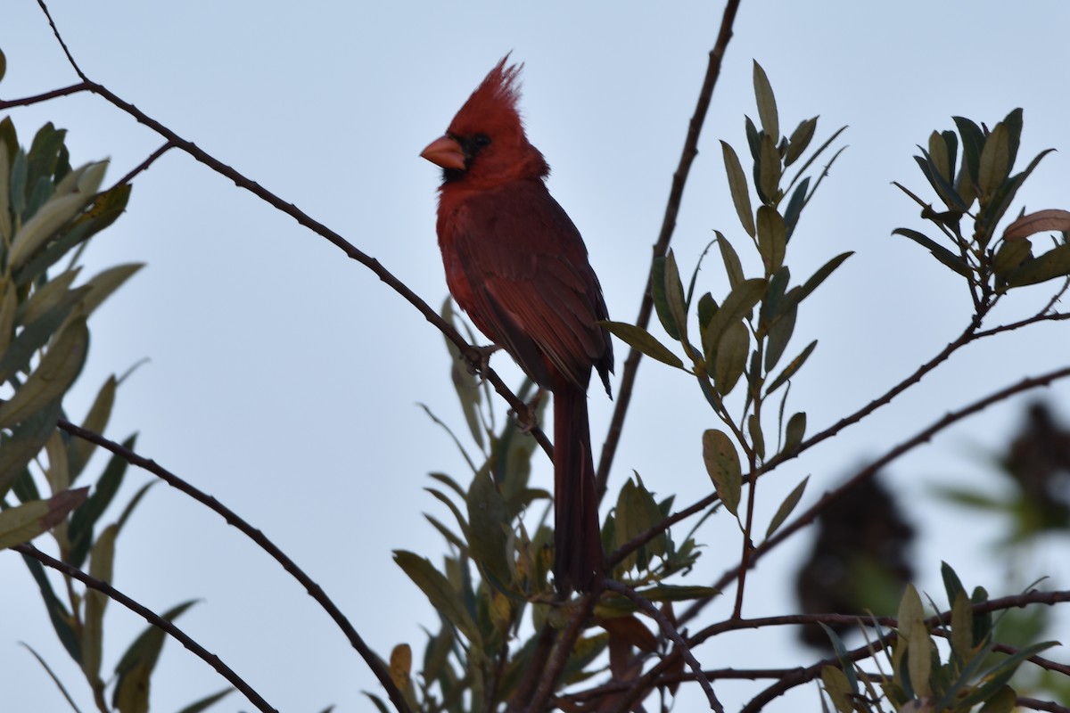 Northern Cardinal - ML109338431