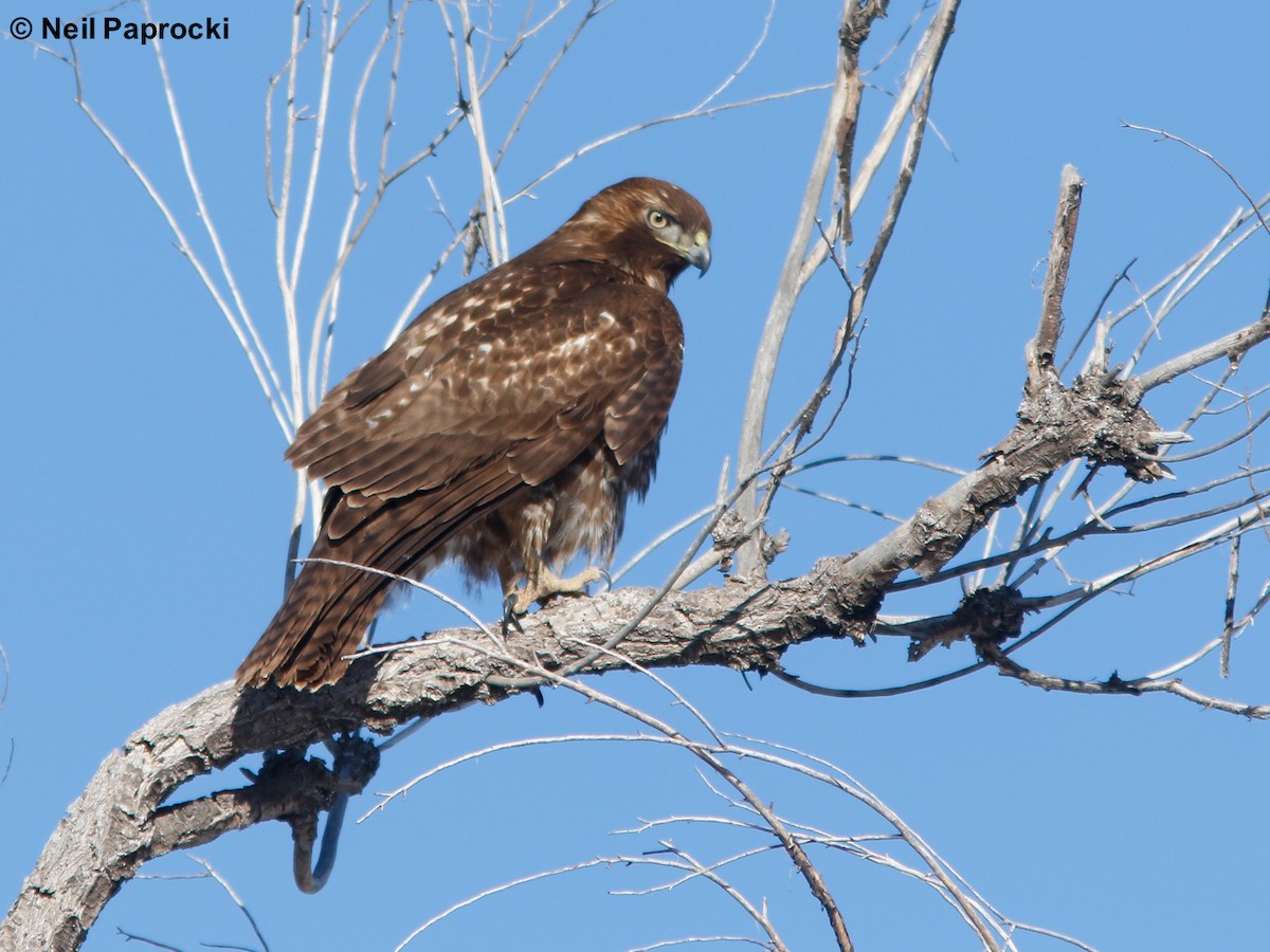 Red-tailed Hawk - ML109338471