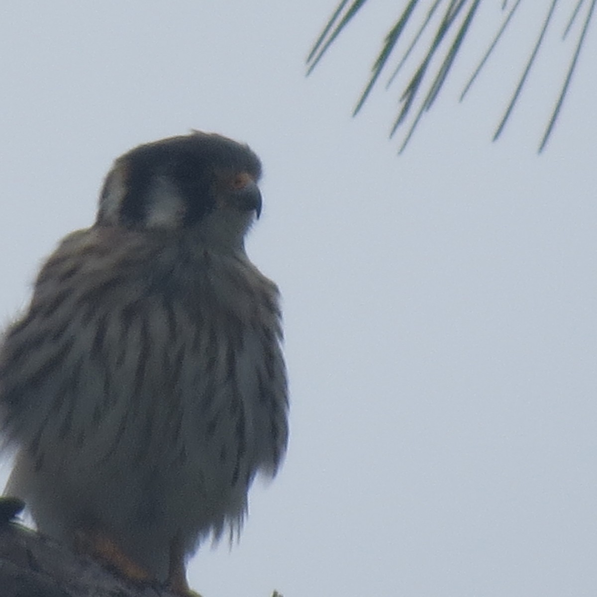 American Kestrel (Southeastern) - ML109340001