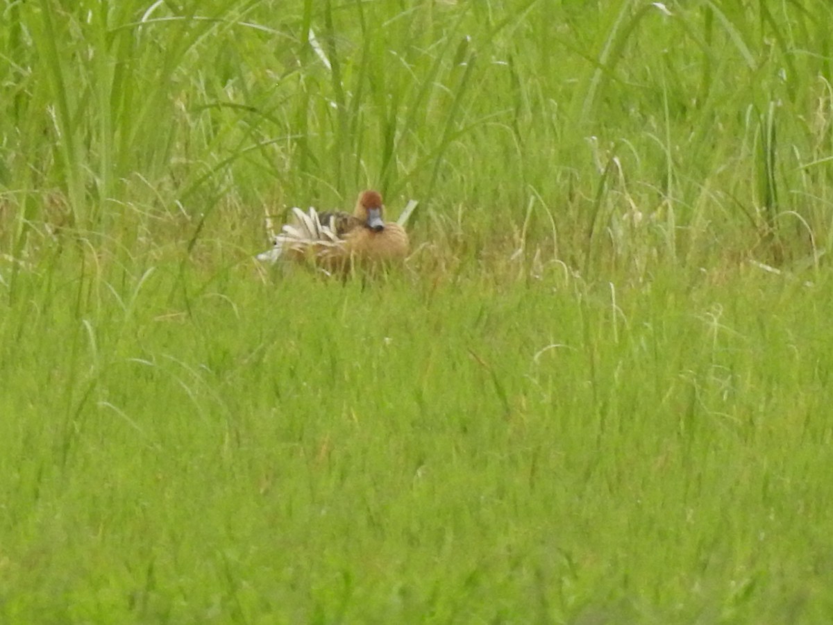 Fulvous Whistling-Duck - ML109340911