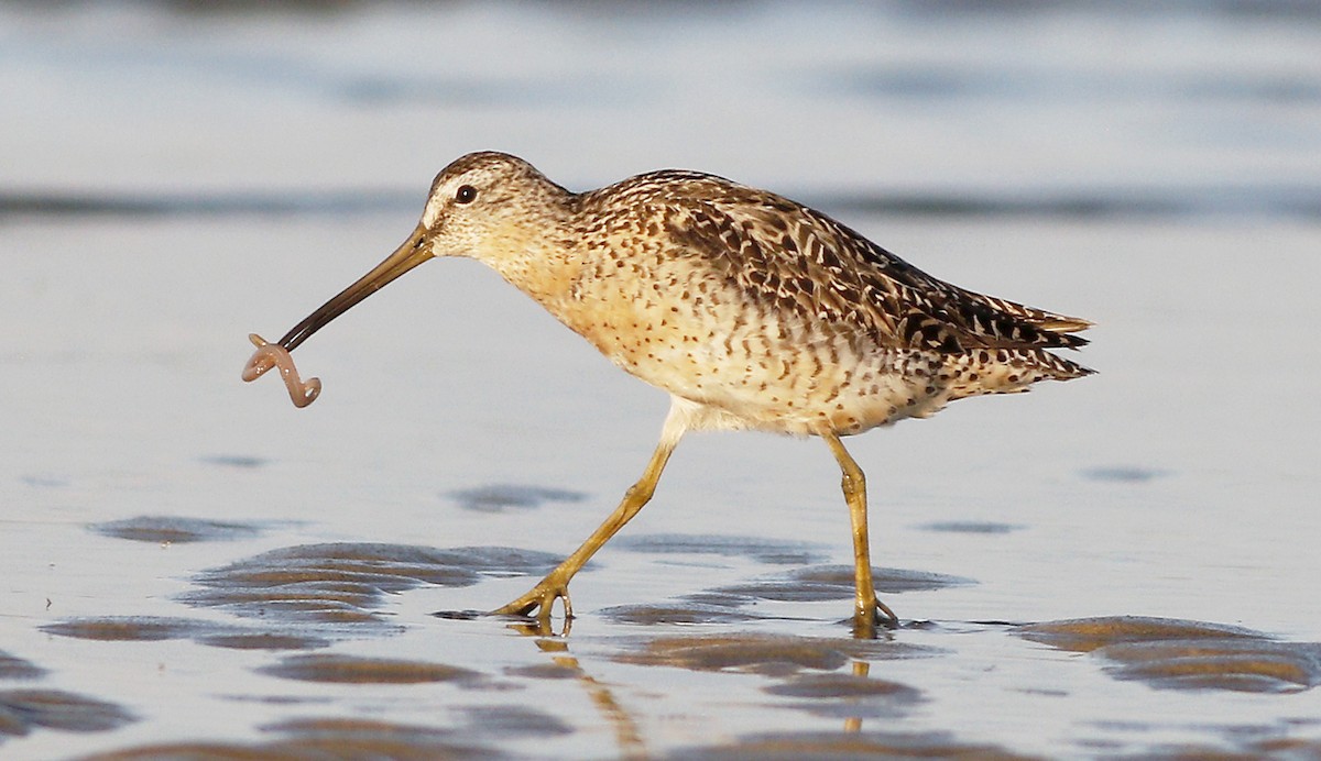 Short-billed Dowitcher - Gary Jarvis