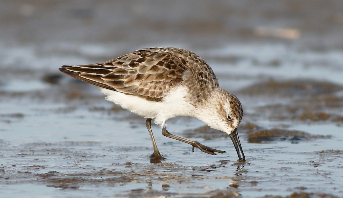 Semipalmated Sandpiper - ML109341191