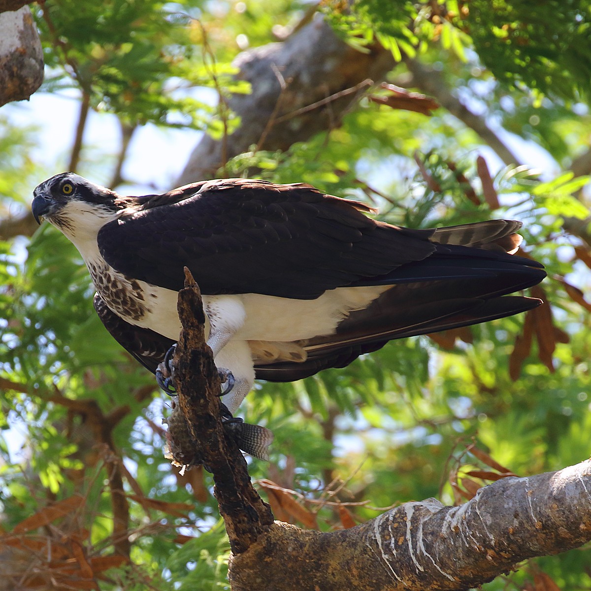 Osprey - ML109342921