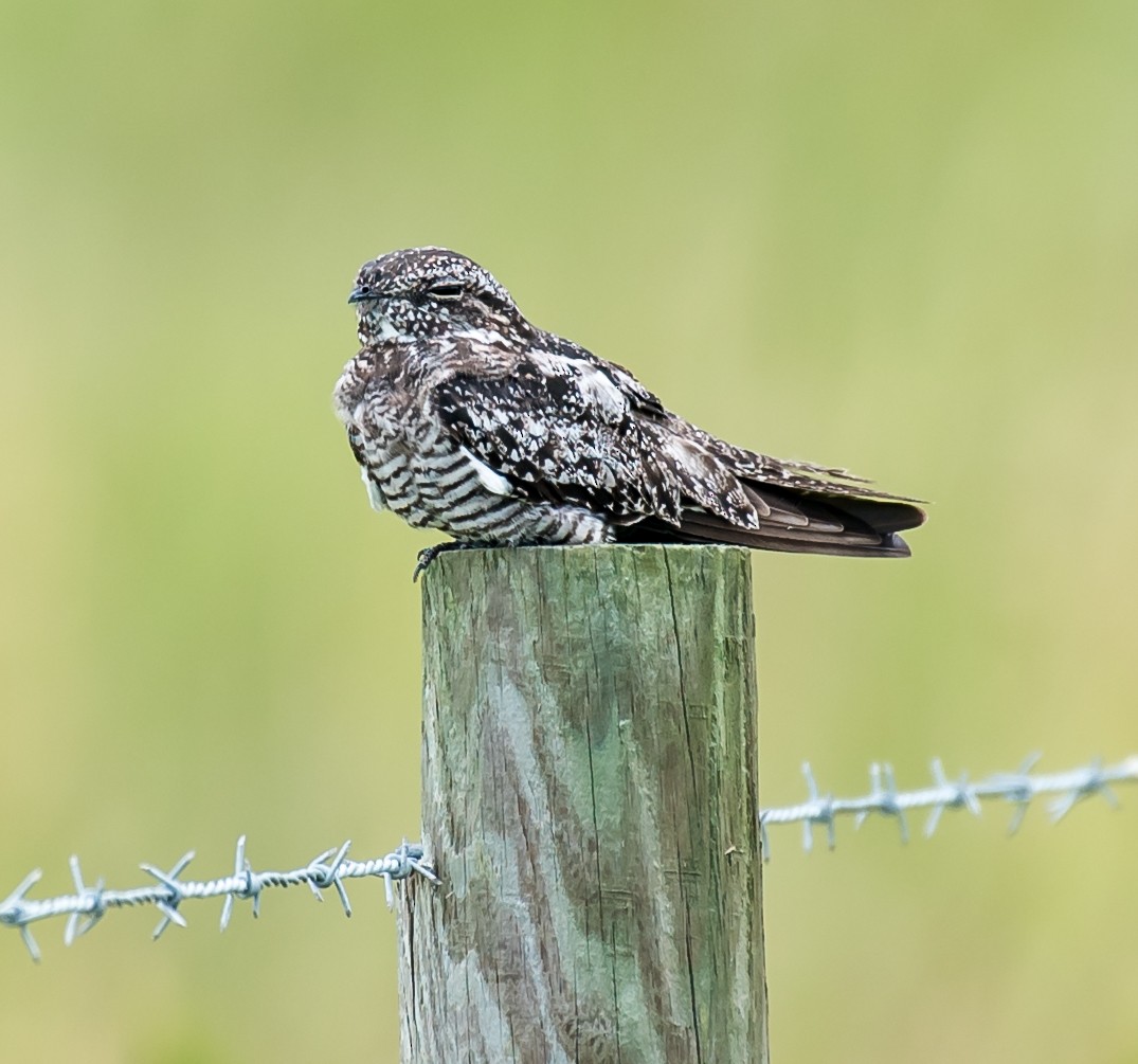 Common Nighthawk - ML109345111