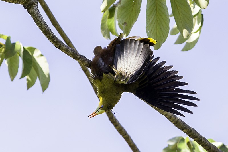 Green Oropendola - MARCO GUEDES