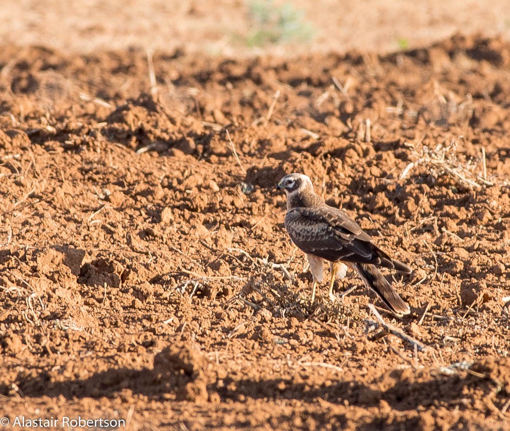 Pallid Harrier - ML109346941