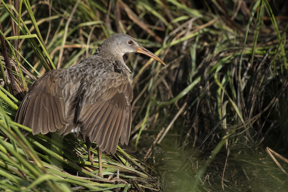 Clapper Rail - ML109348131