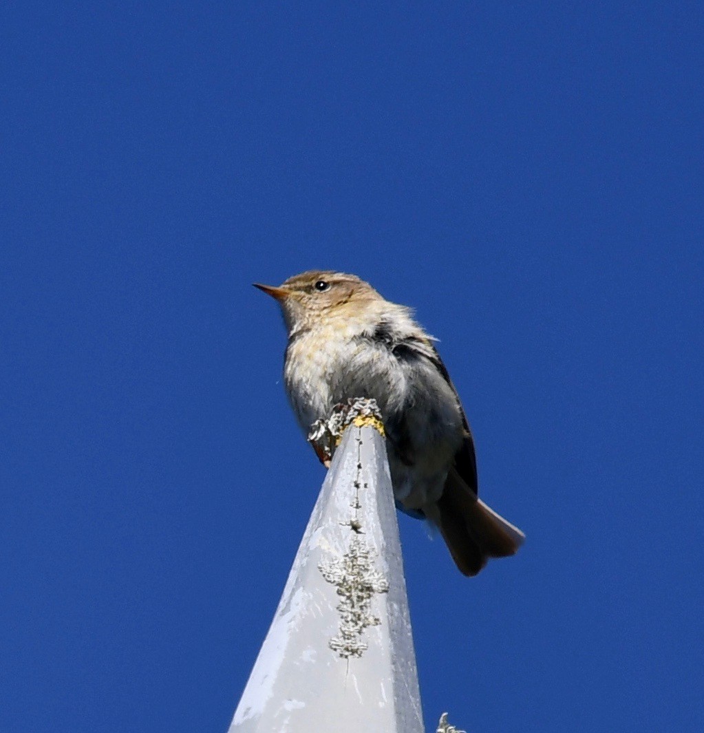 Common Chiffchaff (Common) - ML109348661