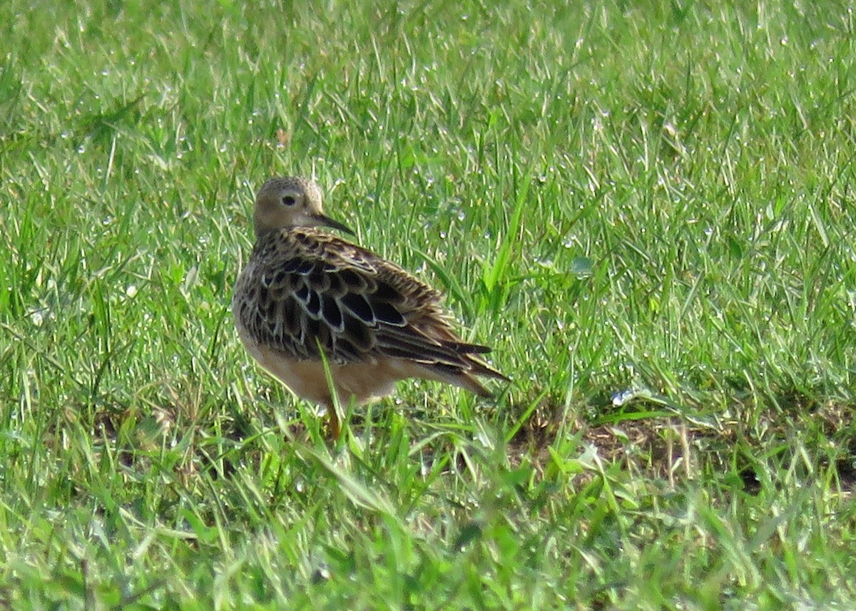 Buff-breasted Sandpiper - Kelly Preheim