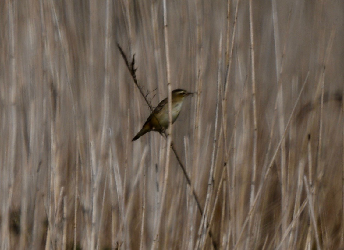 Sedge Warbler - ML109351501