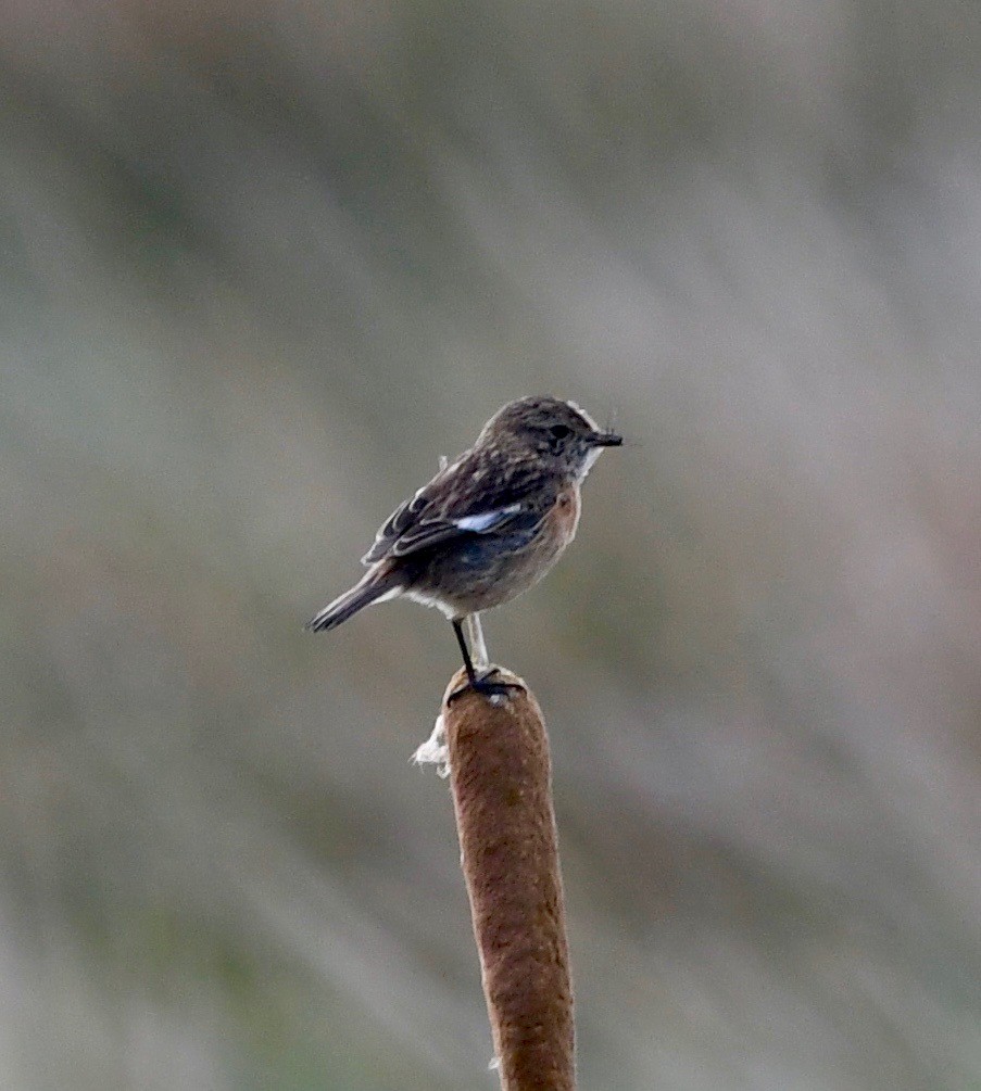 European Stonechat - ML109351981