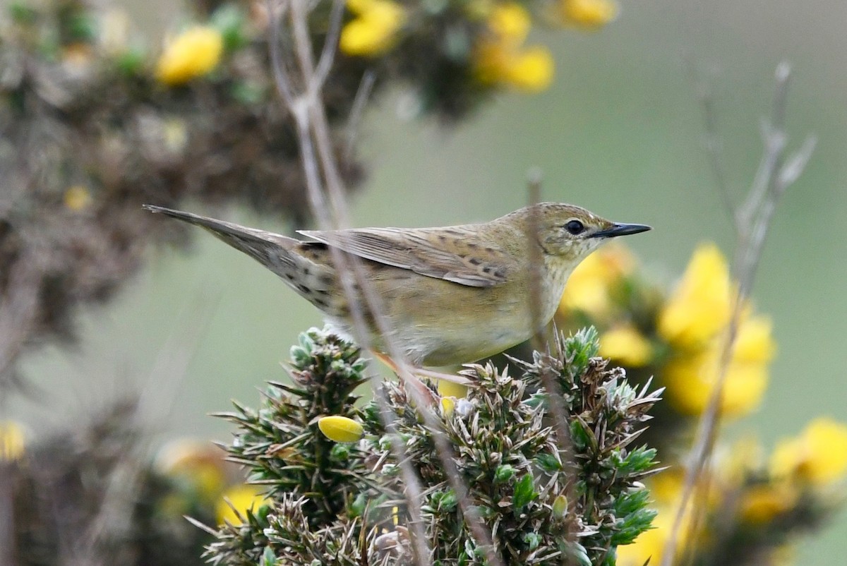 Common Grasshopper Warbler - ML109352171