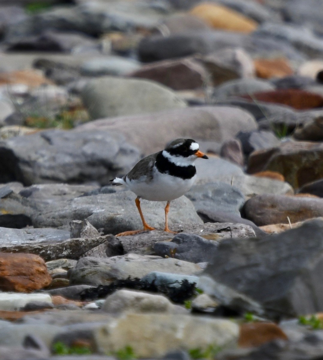 Common Ringed Plover - Susan Mac